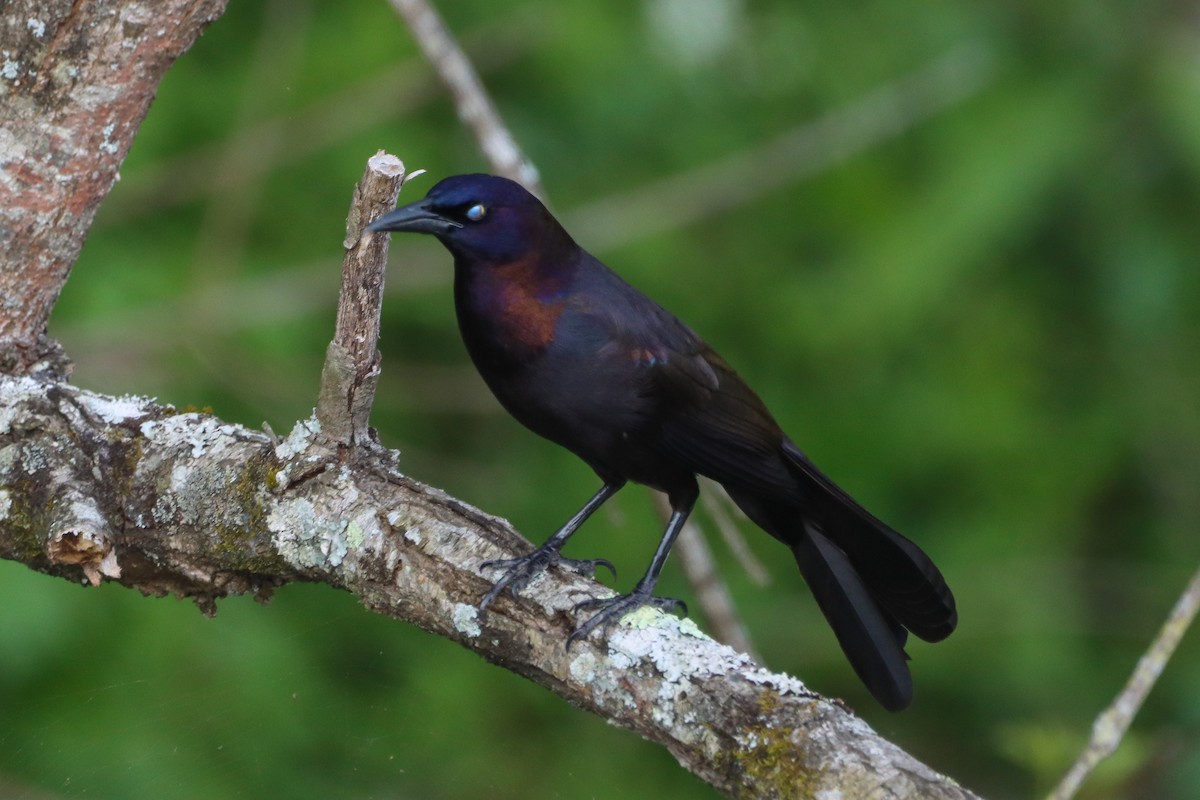 Common Grackle - ML618648073