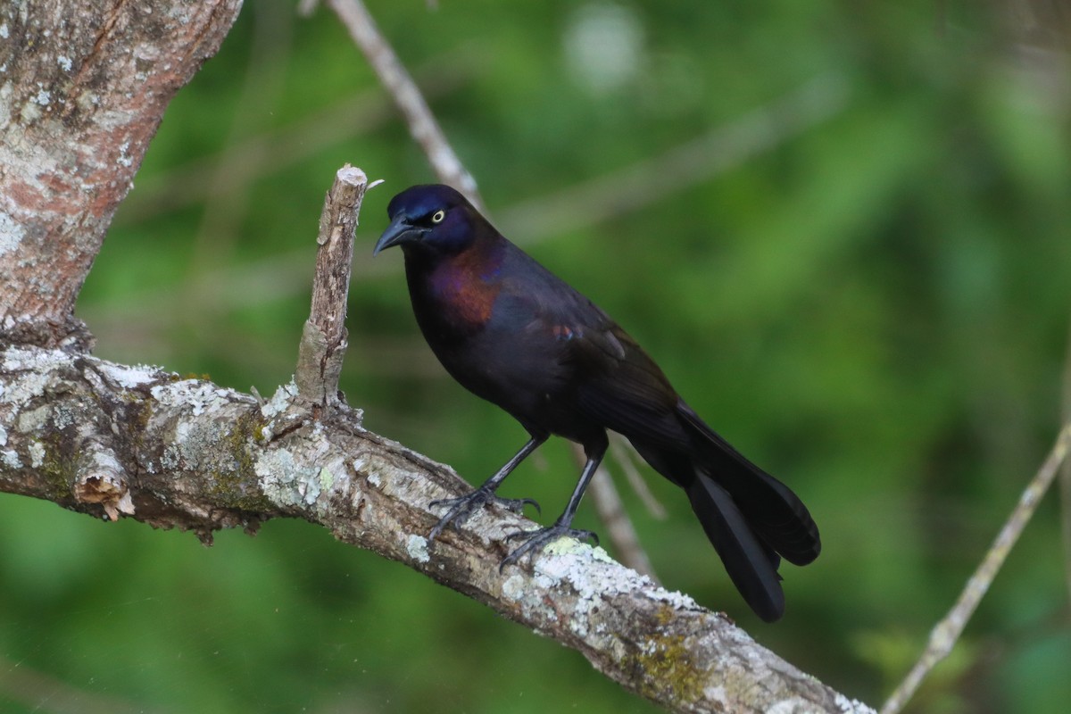 Common Grackle - ML618648074