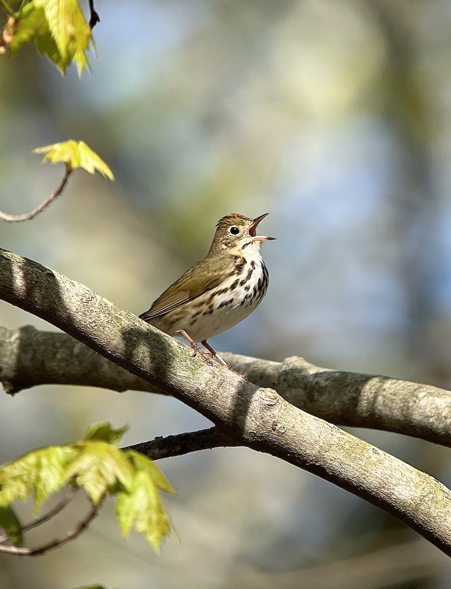 Ovenbird - Rick Heil