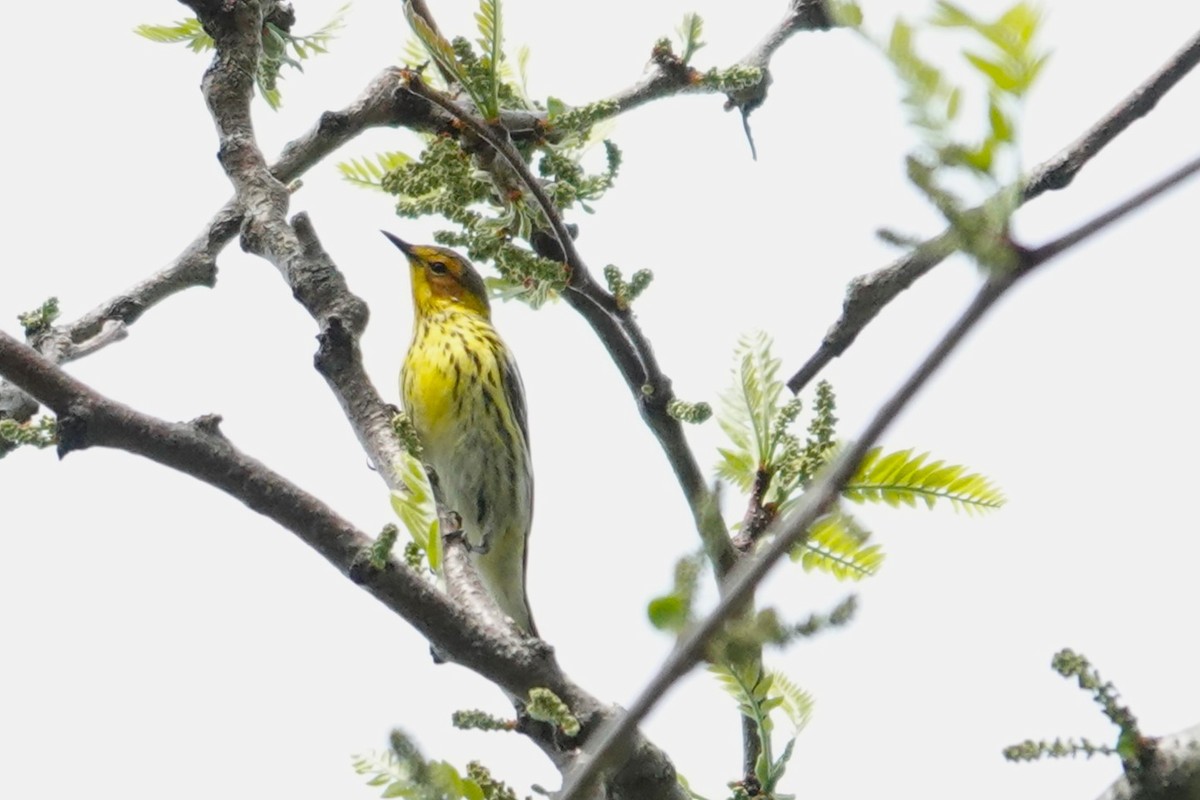 Cape May Warbler - ML618648095