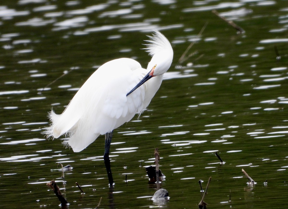 Snowy Egret - Walter Calhoun