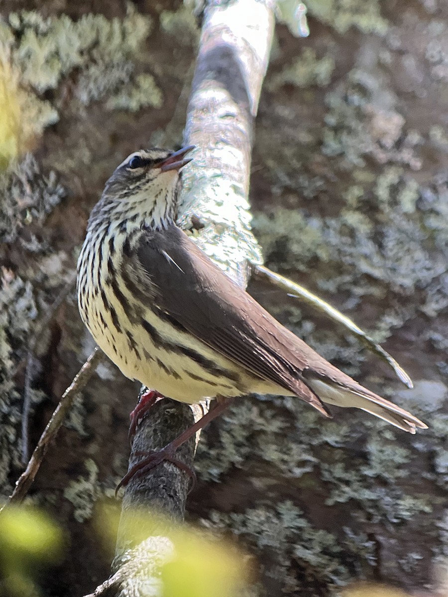 Northern Waterthrush - ML618648106