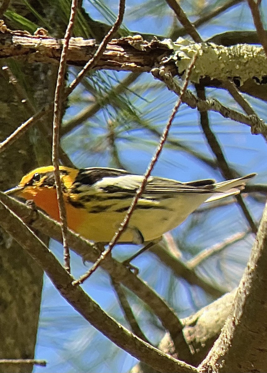 Blackburnian Warbler - ML618648127