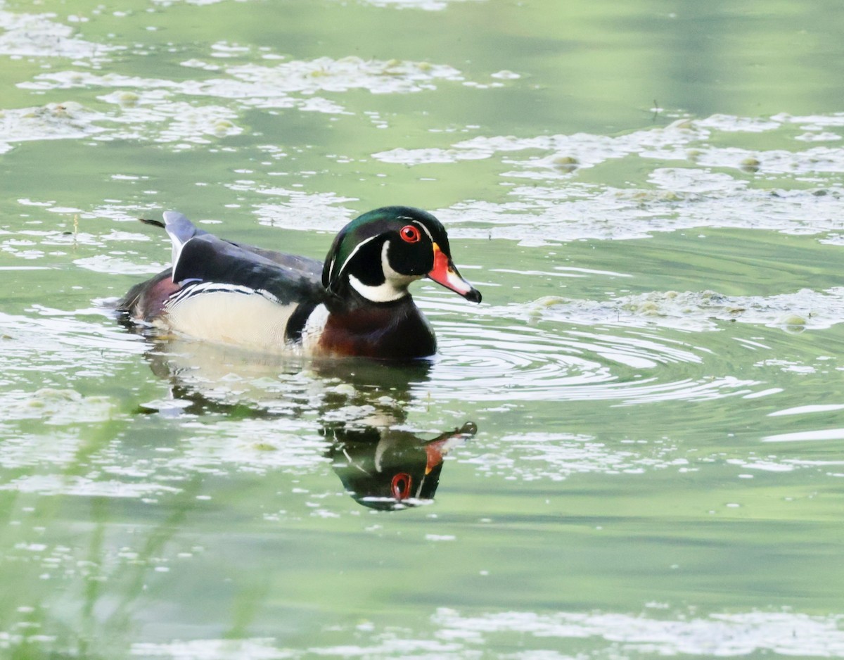 Wood Duck - ML618648129