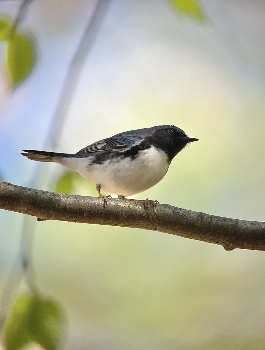 Black-throated Blue Warbler - Rick Heil