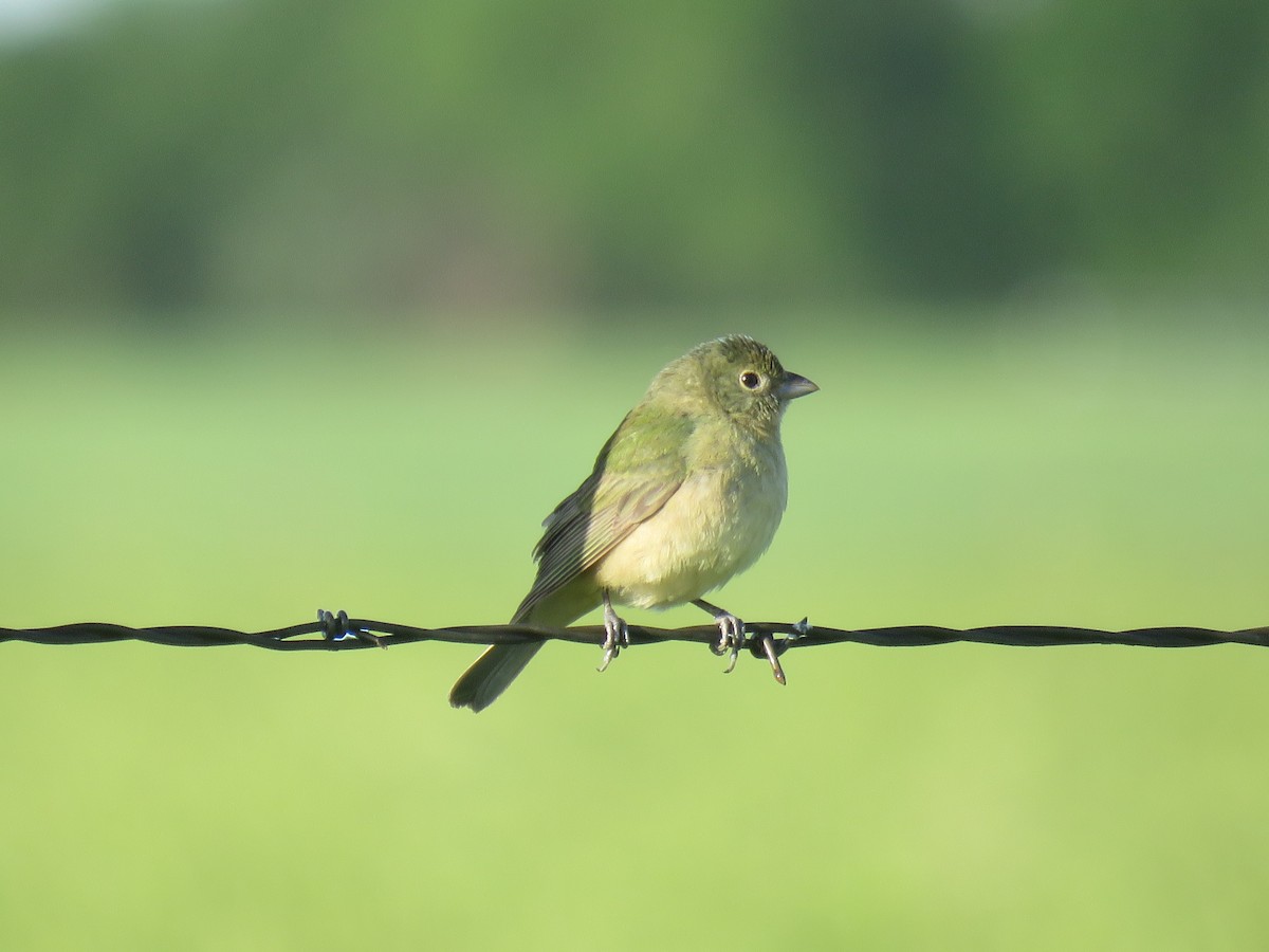 Painted Bunting - Gregg Flokstra