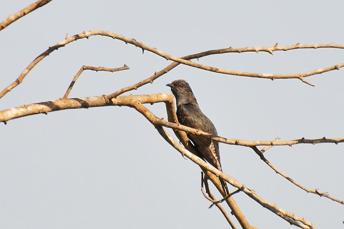 Gray-bellied Cuckoo - ML618648164