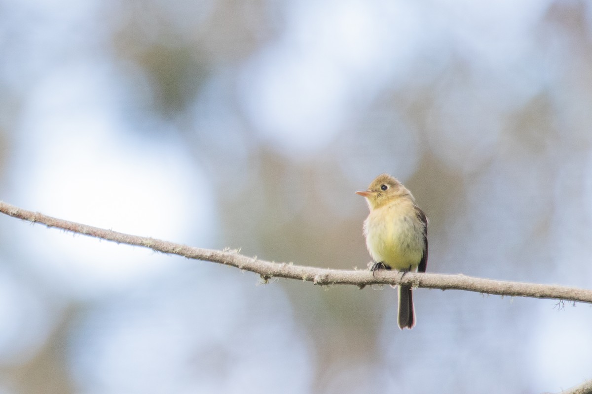 Western Flycatcher - Emily Berk