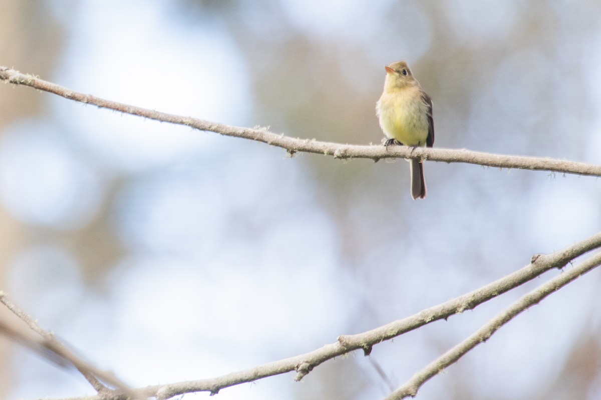 Western Flycatcher - Emily Berk