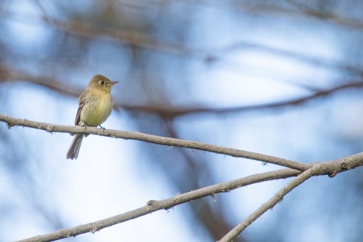 Western Flycatcher - Emily Berk