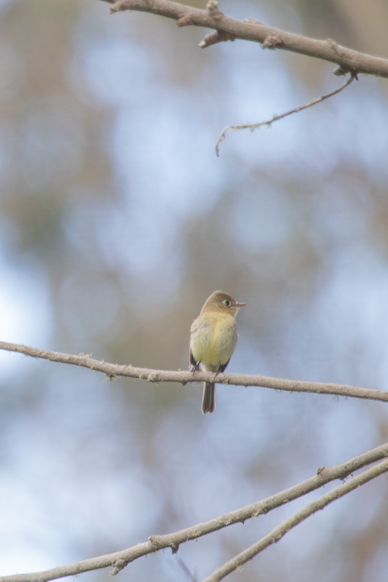 Western Flycatcher - Emily Berk