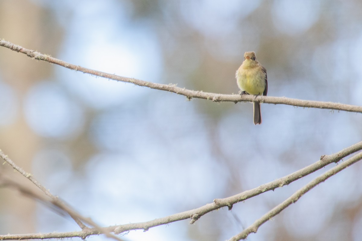 Western Flycatcher - Emily Berk