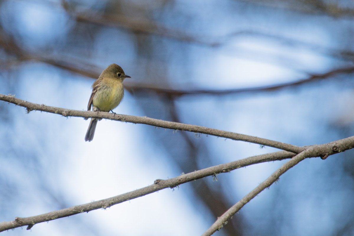 Western Flycatcher - Emily Berk