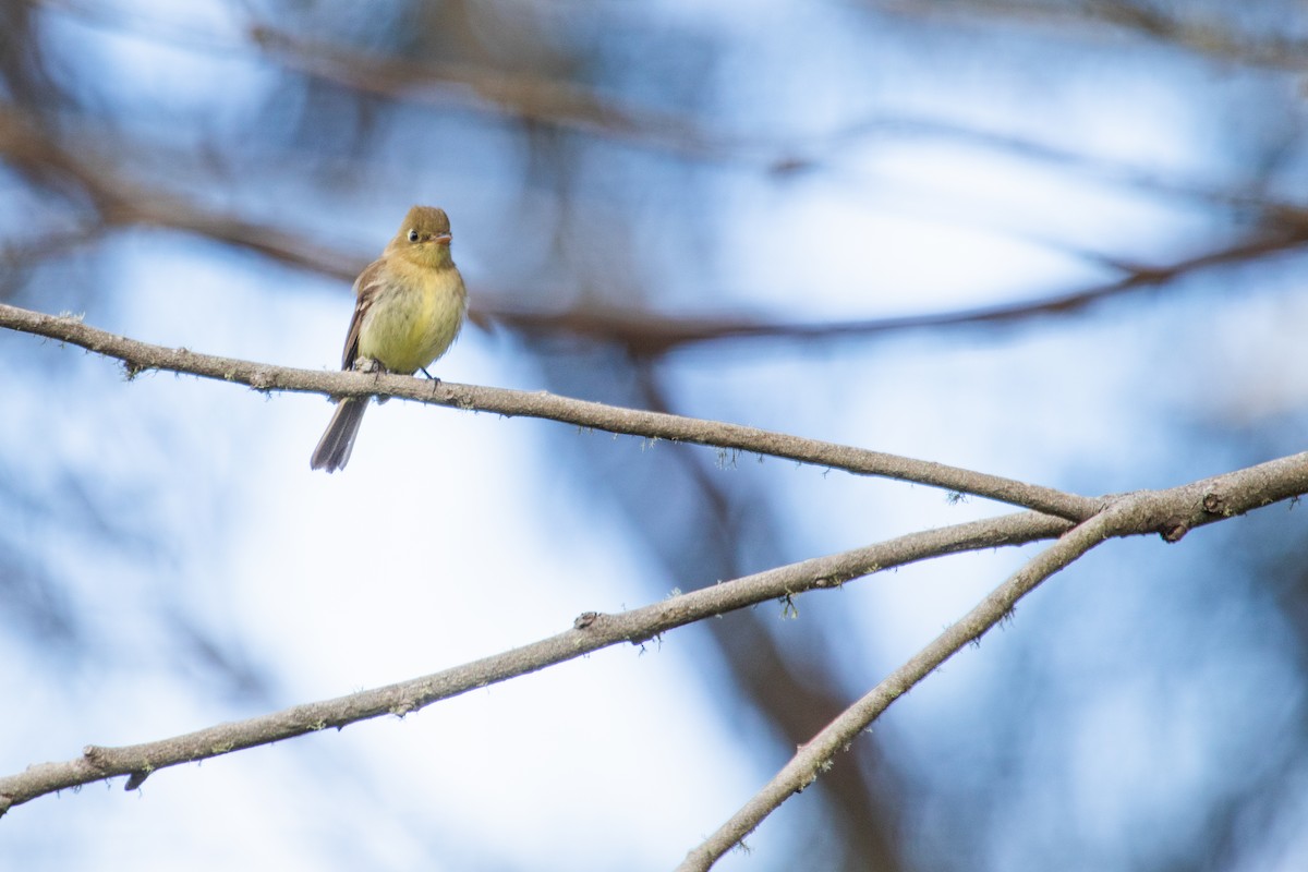 Western Flycatcher - Emily Berk