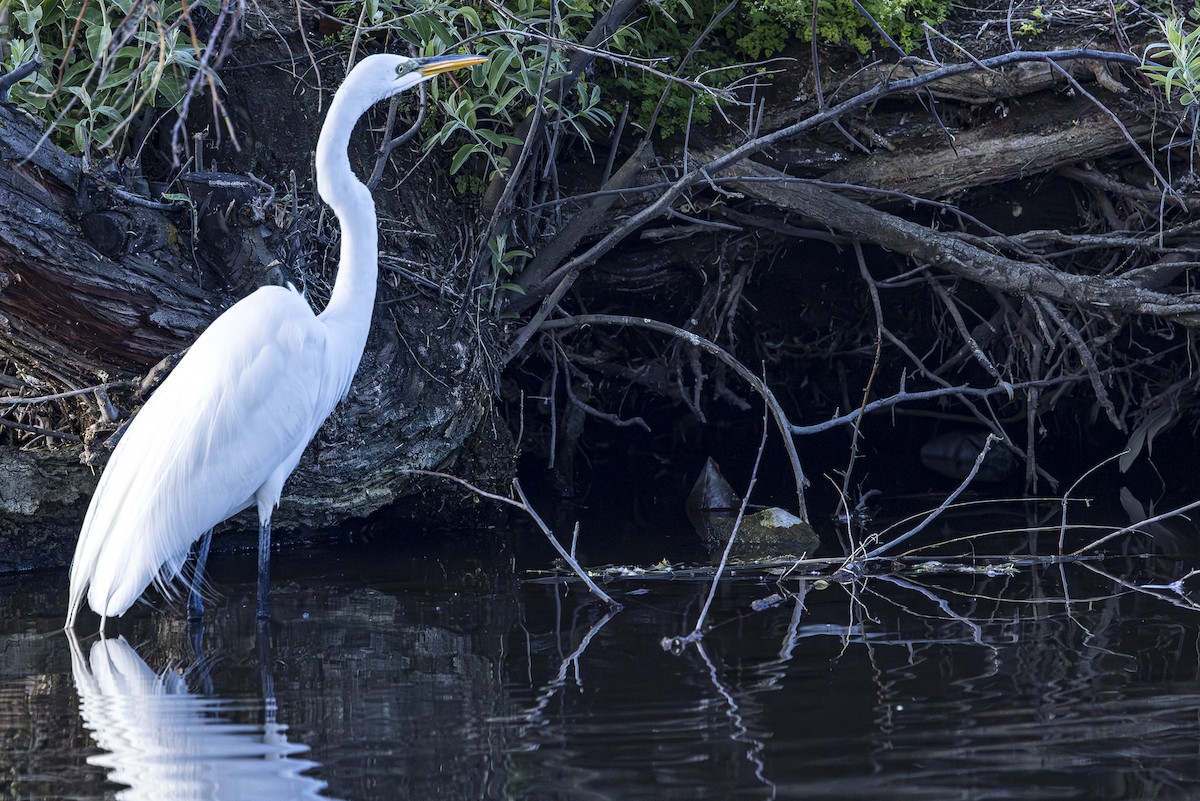 Great Egret - ML618648272