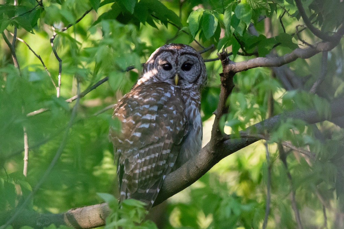 Barred Owl - ML618648285