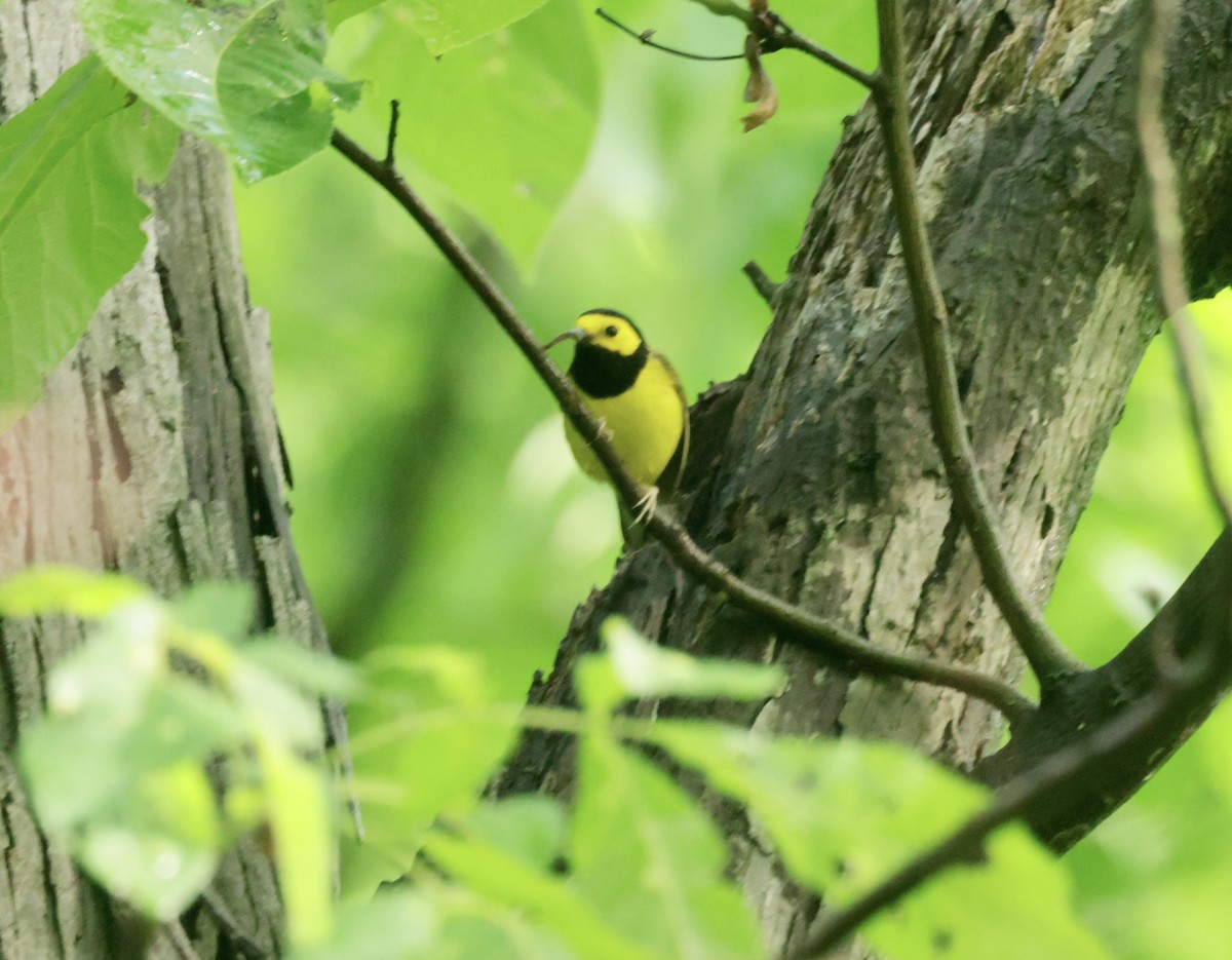 Hooded Warbler - Ken Oeser