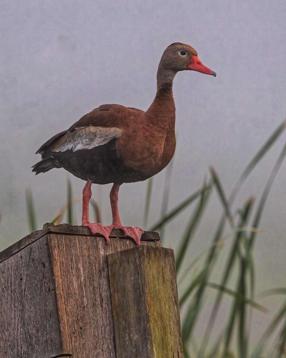 Black-bellied Whistling-Duck - Jerry Vanbebber