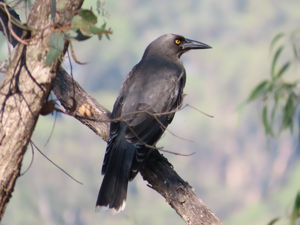 Gray Currawong - Alistair Campbell