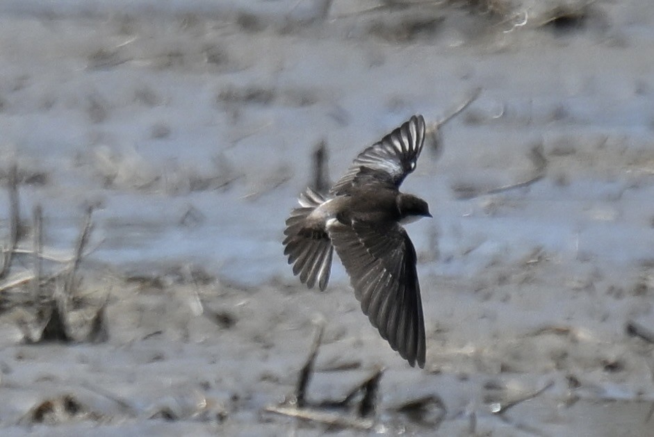 Northern Rough-winged Swallow - france dallaire