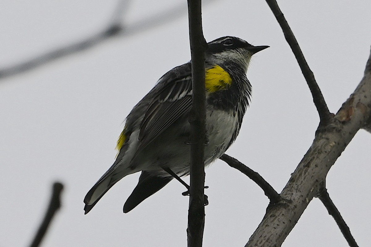 Yellow-rumped Warbler - Chad Ludwig