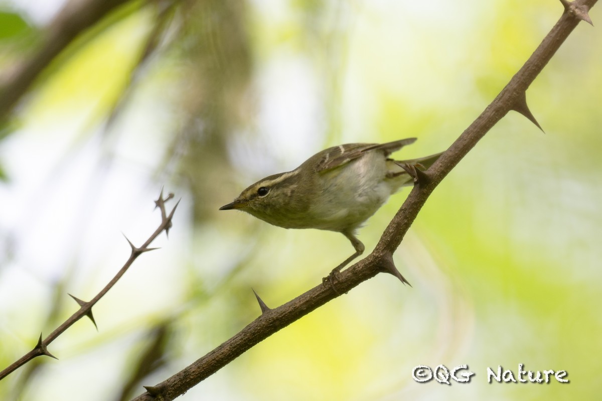 Hume's Warbler - ML618648398