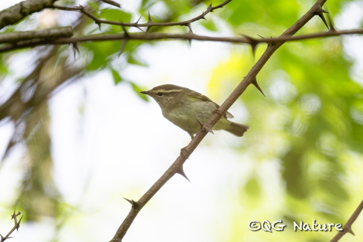 Hume's Warbler - ML618648399