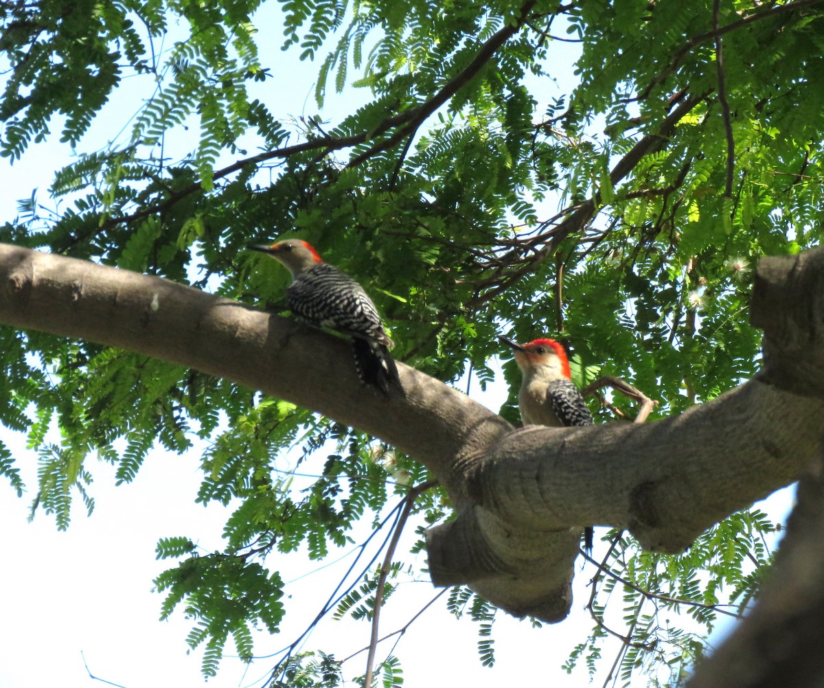 Red-bellied Woodpecker - Guiller Mina