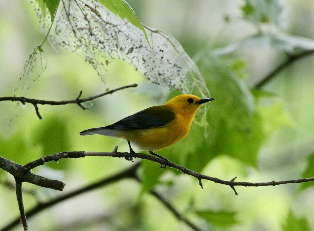 Prothonotary Warbler - ML618648443