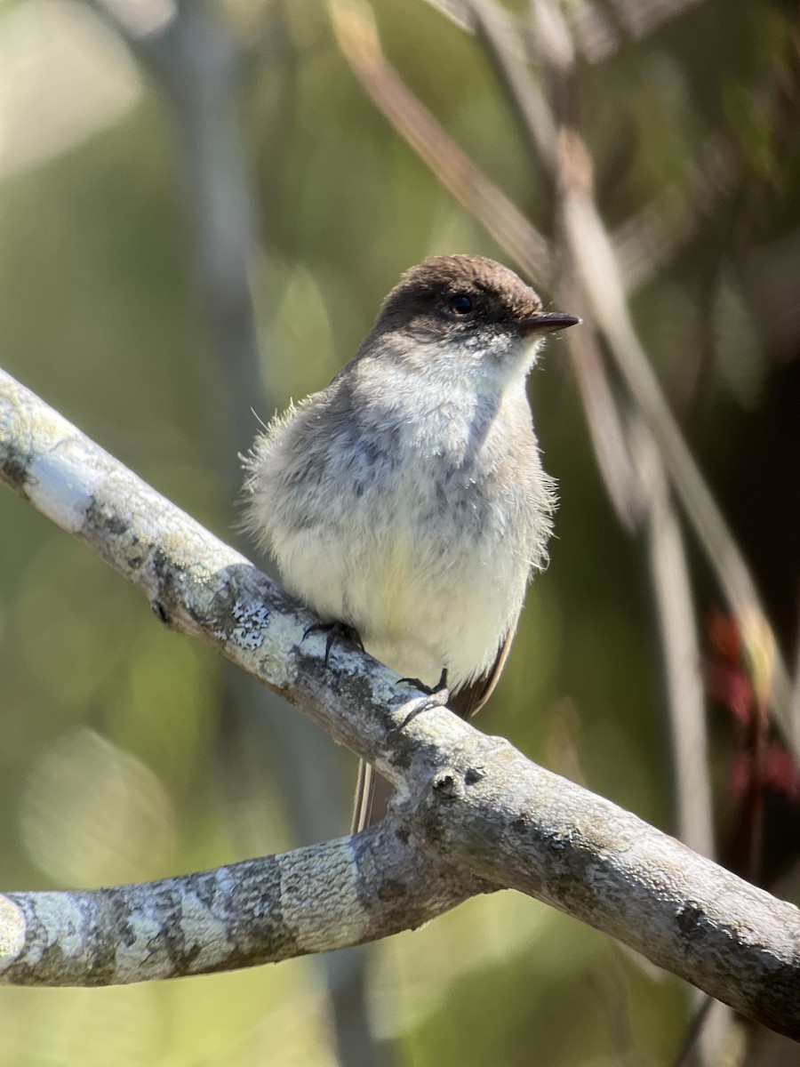 Eastern Phoebe - ML618648447