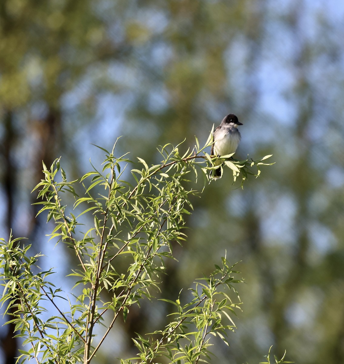 Eastern Kingbird - Kevin Murphy