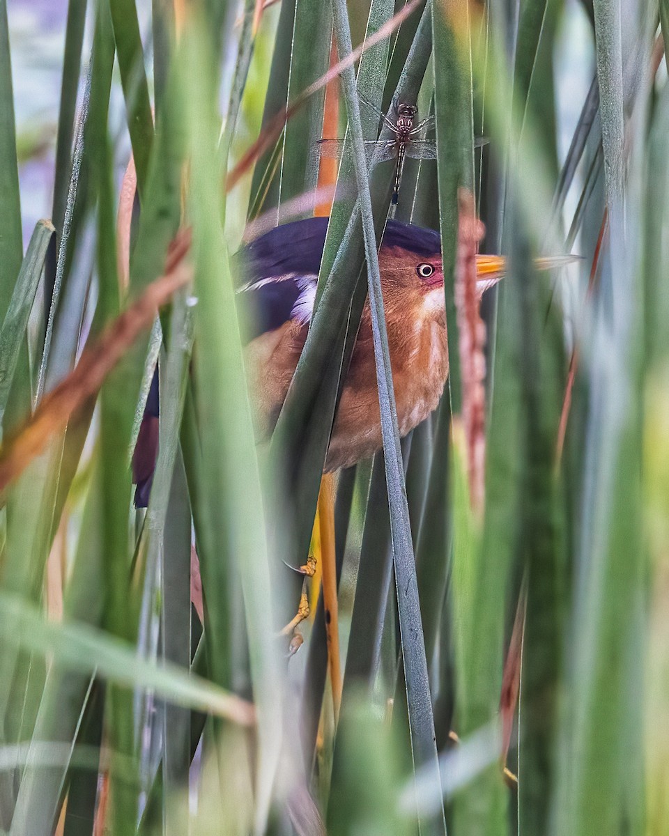 Least Bittern - ML618648497