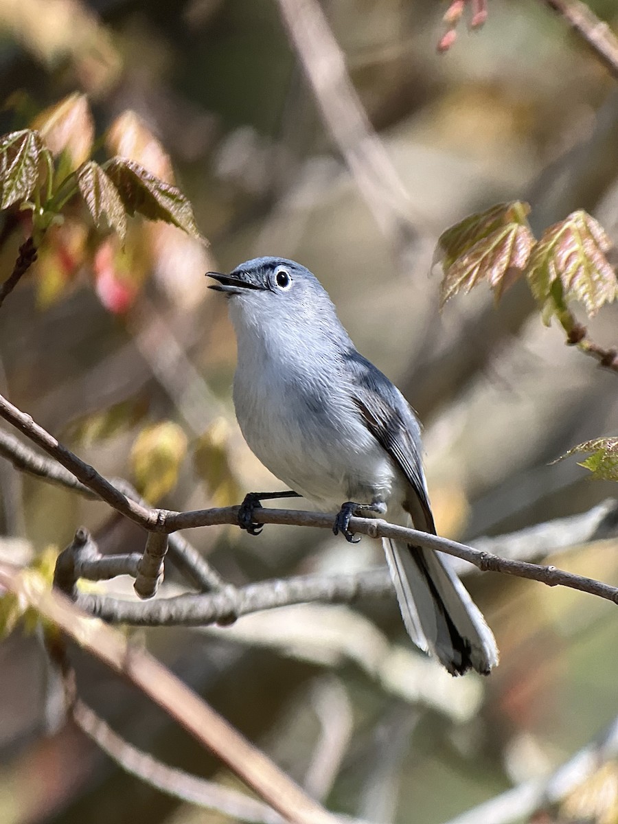 Blue-gray Gnatcatcher (caerulea) - ML618648502