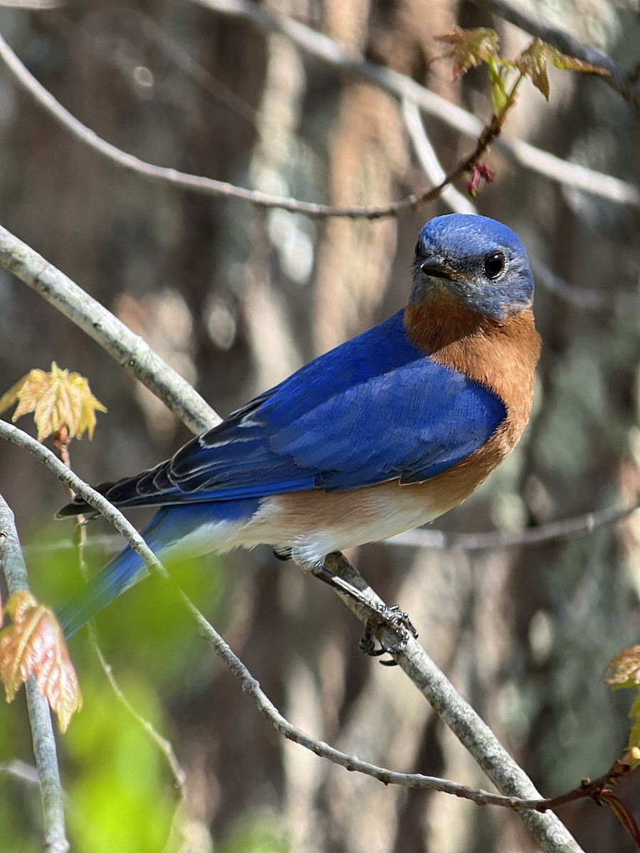 Eastern Bluebird - ML618648525