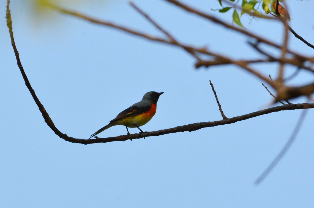 Small Minivet - Suzhal Arivom (Group Account)