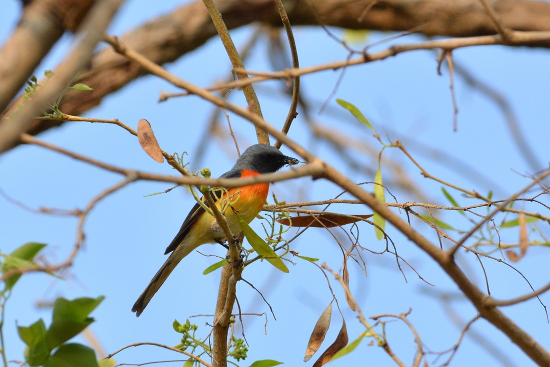 Small Minivet - Suzhal Arivom (Group Account)