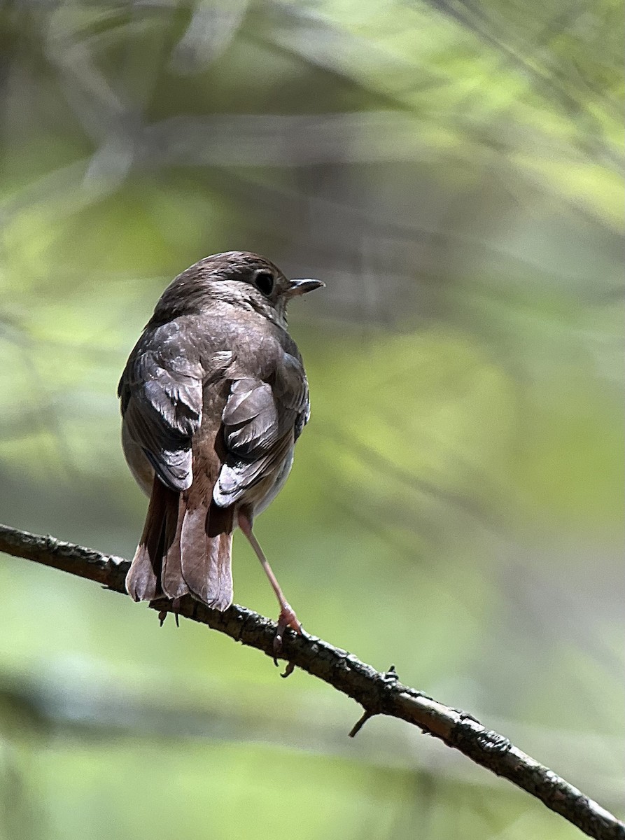 Дрозд-отшельник (faxoni/crymophilus) - ML618648546