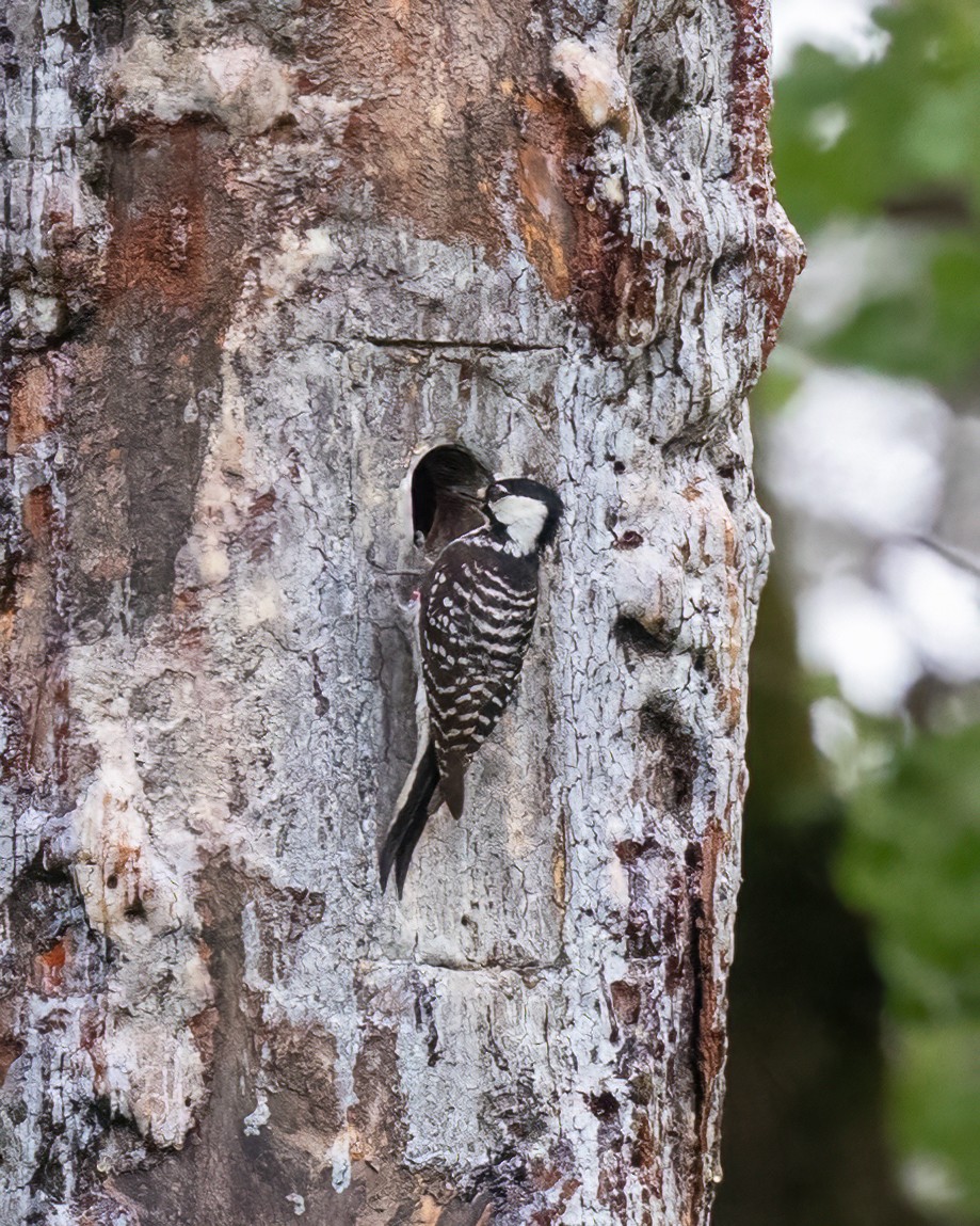 Red-cockaded Woodpecker - ML618648556