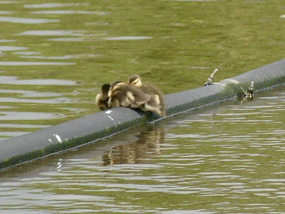 Mallard - Philip Dickinson