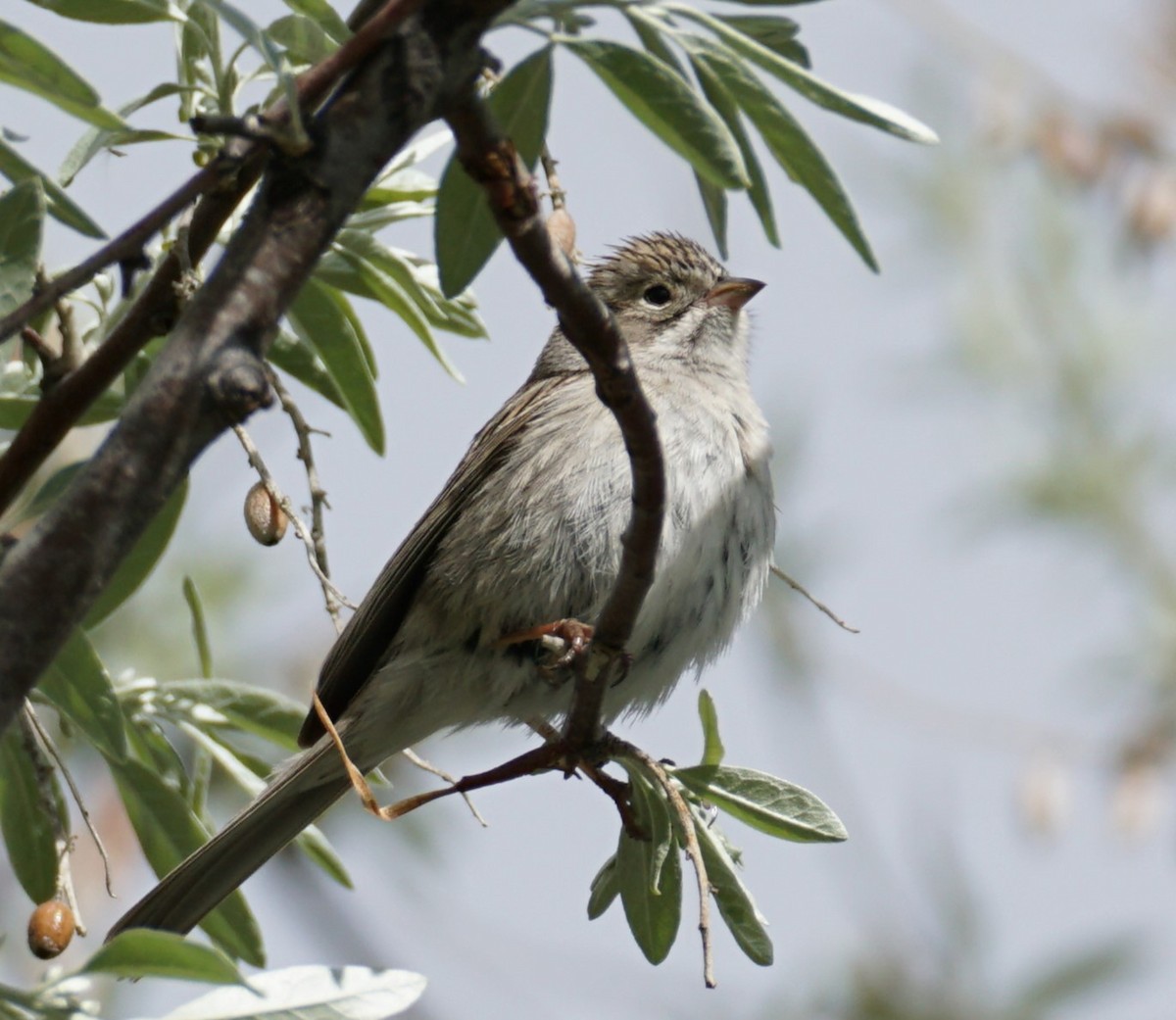 Brewer's Sparrow - Andrew Kuntz