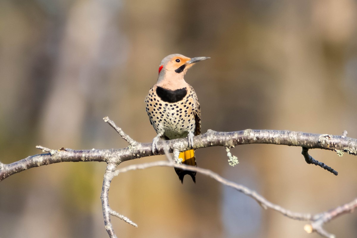 Northern Flicker (Yellow-shafted) - Anonymous