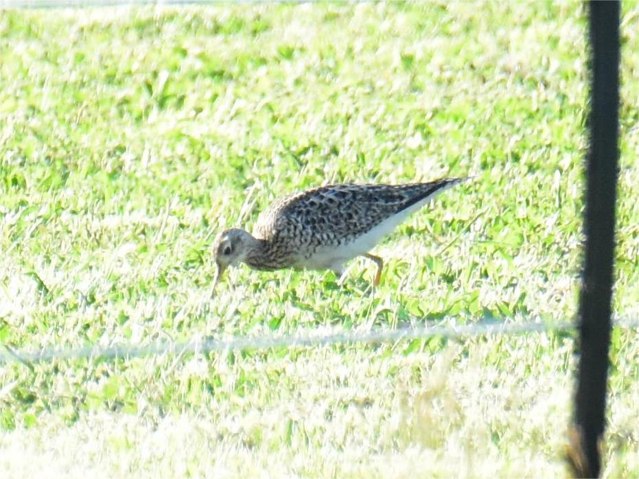 Upland Sandpiper - ML618648596