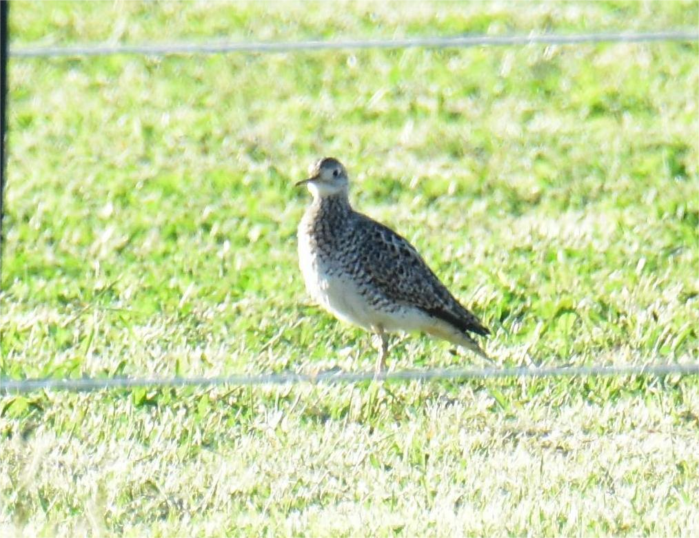 Upland Sandpiper - ML618648615