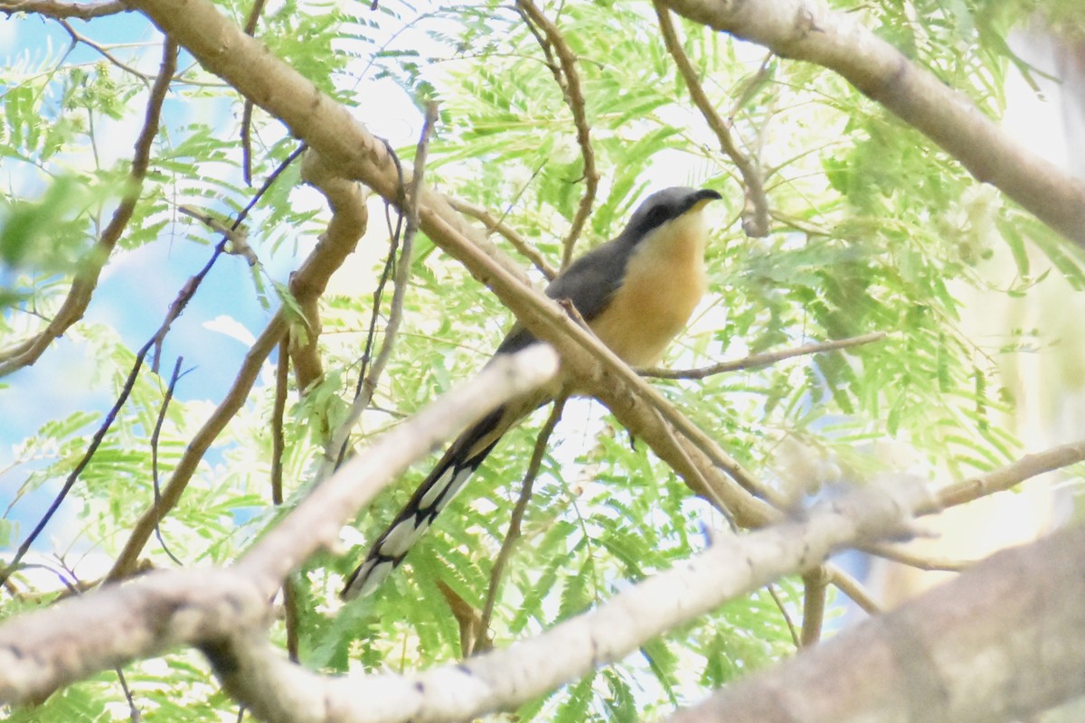 Mangrove Cuckoo - Tia Offner