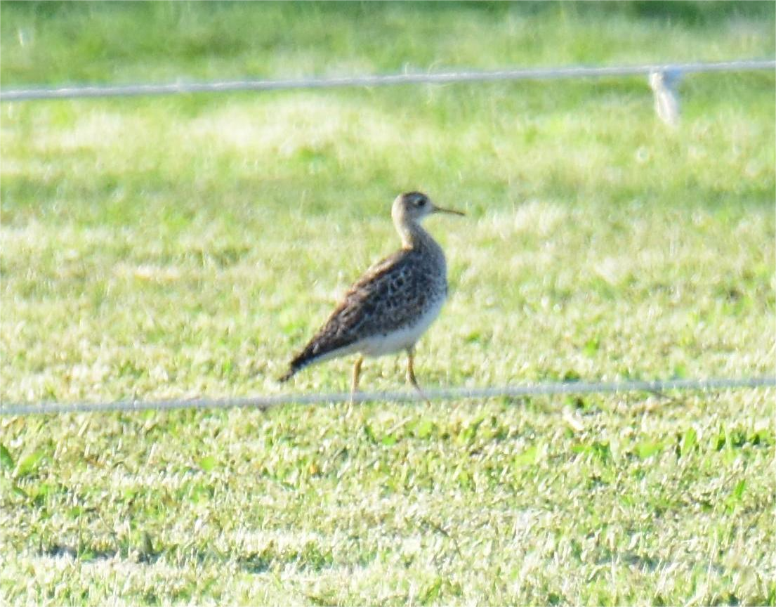 Upland Sandpiper - ML618648629