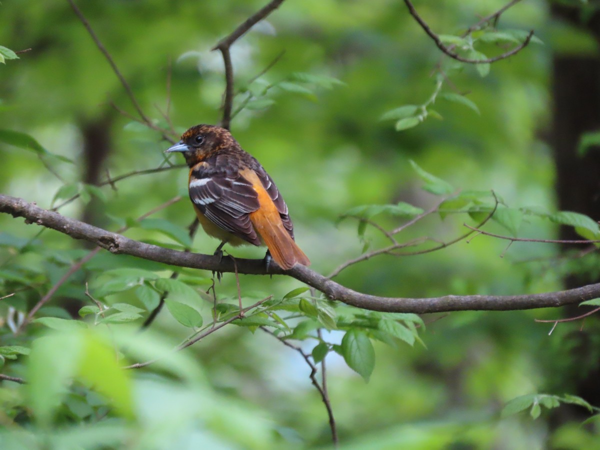 Baltimore Oriole - ML618648634