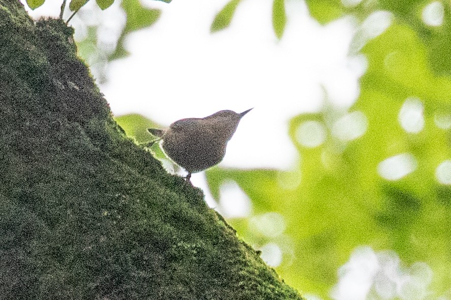 Eurasian Nuthatch (Chinese) - ML618648637