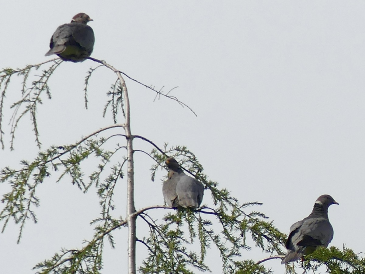 Band-tailed Pigeon - ML618648648