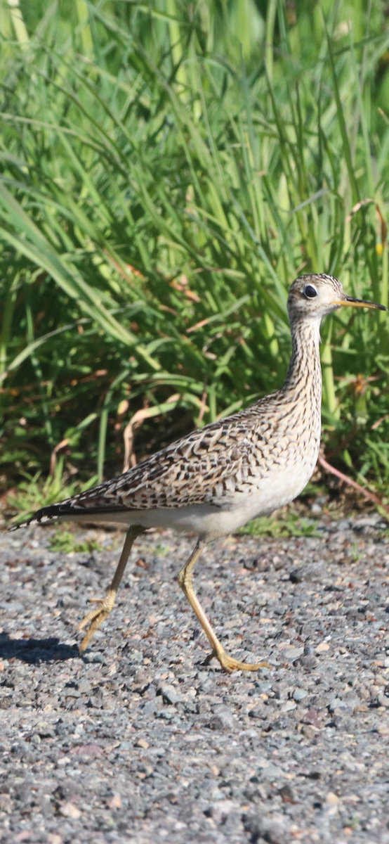 Upland Sandpiper - ML618648674