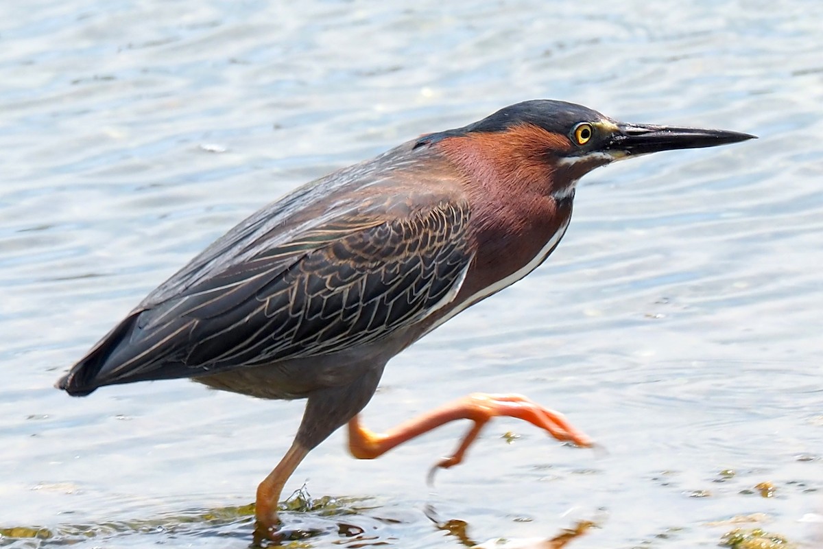 Green Heron - ML618648675